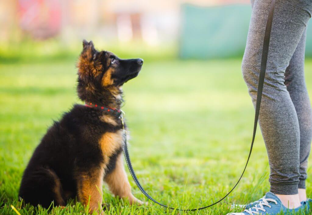 Dog Obedience Training: Where to Start