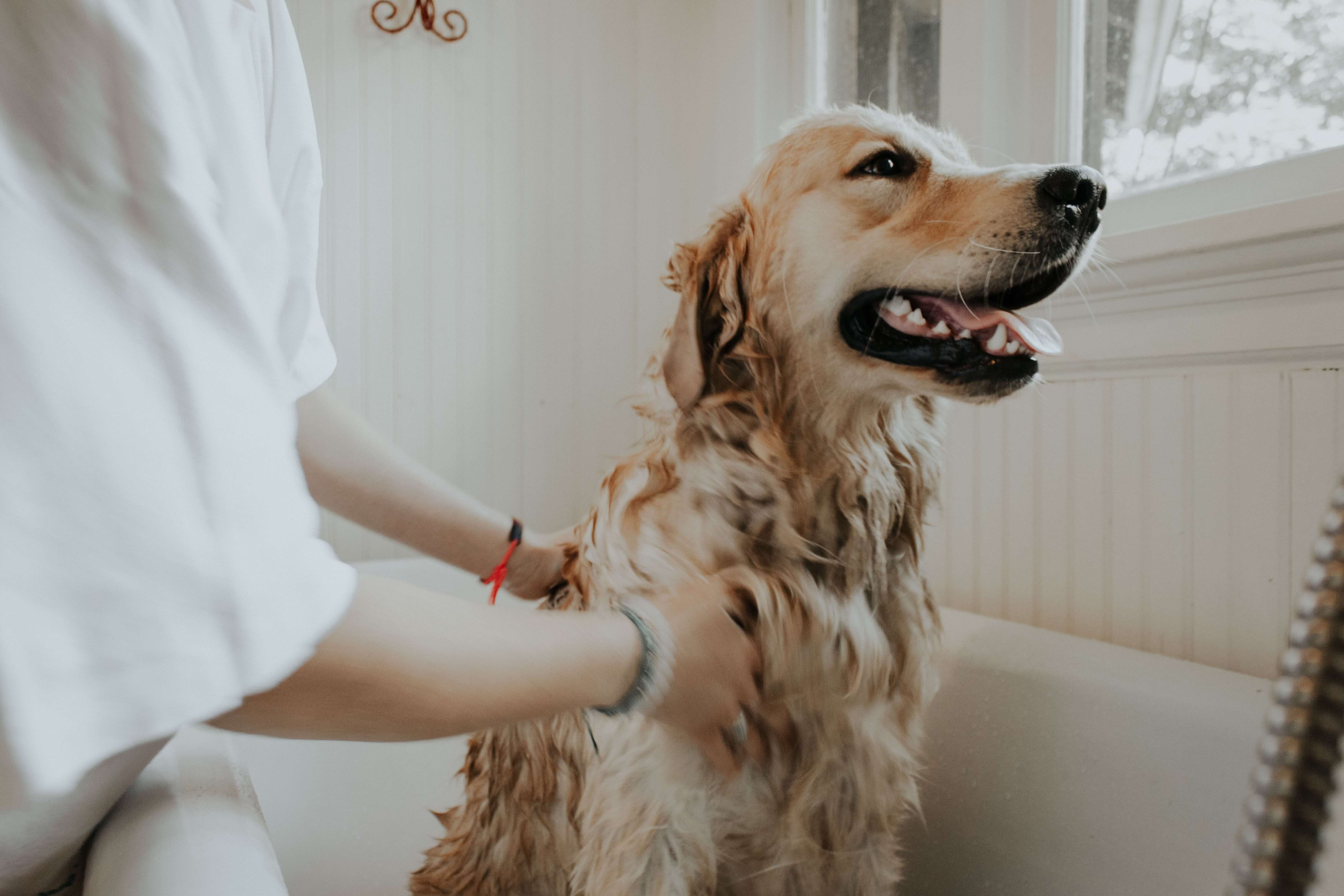 Dog Grooming Tips For Small Dogs & Large Dogs