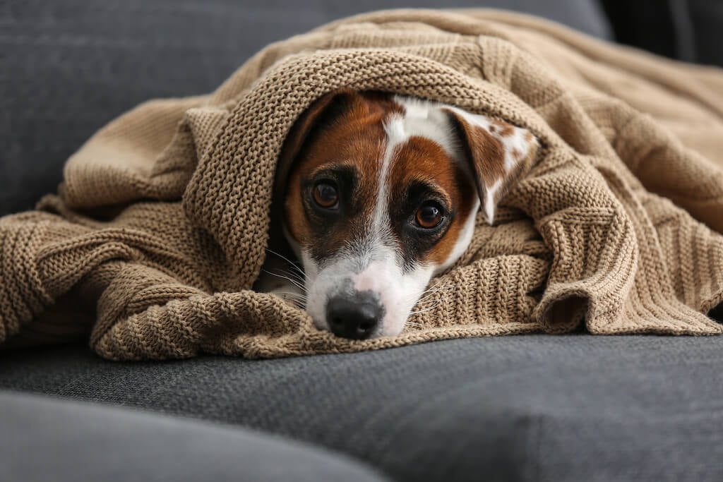 Pet Anxiety: What Dog Owners Need to Know