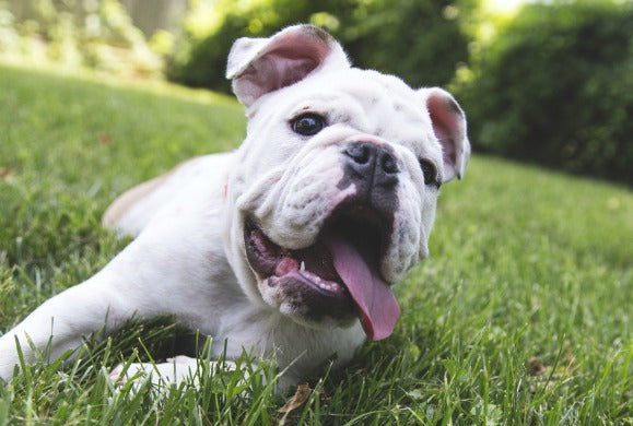 5 Facts and Fixes for Doggy Breath