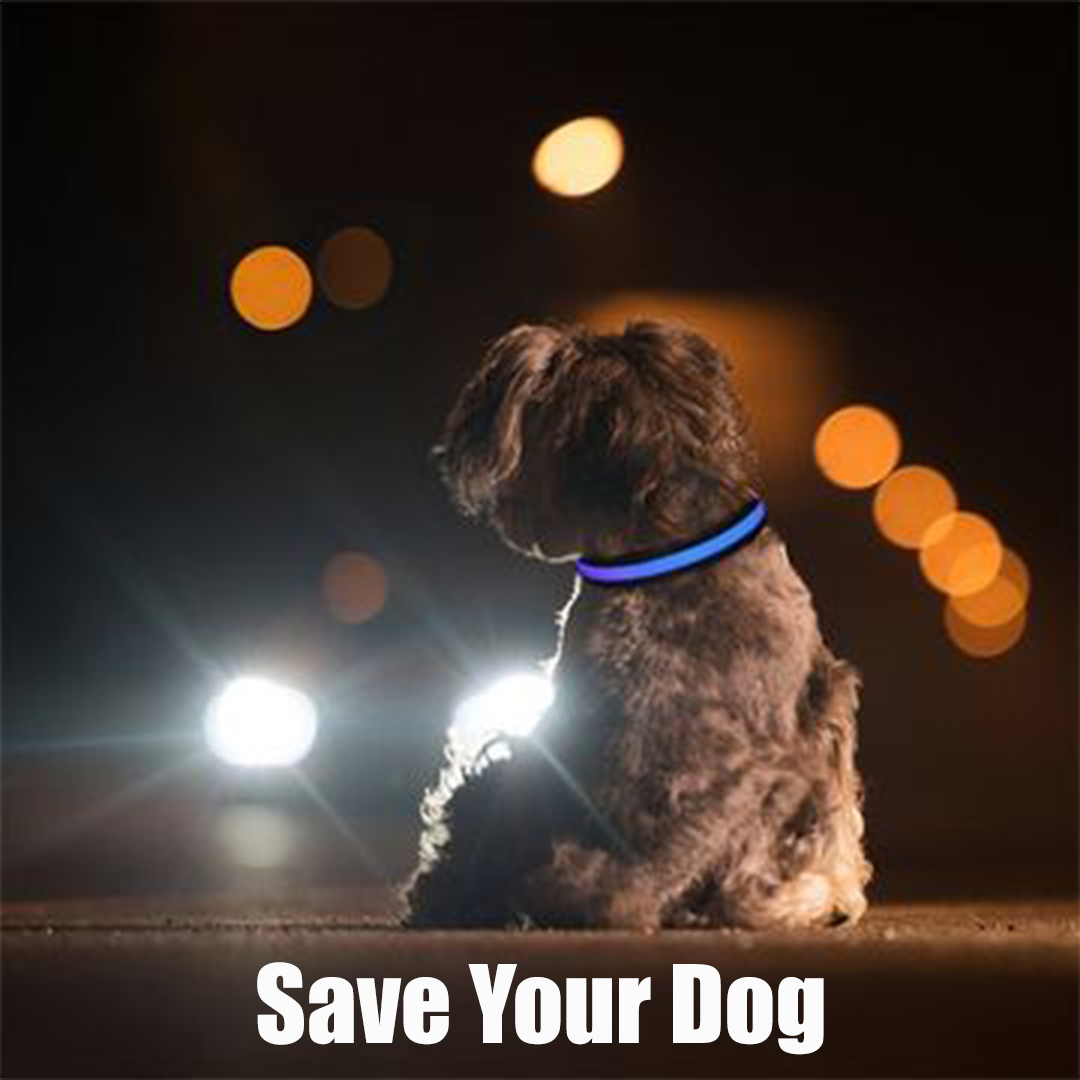 Keep Your Dog Safe Best LED Dog Safety Collar