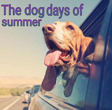 Dog Summer Safety Tips & Tricks