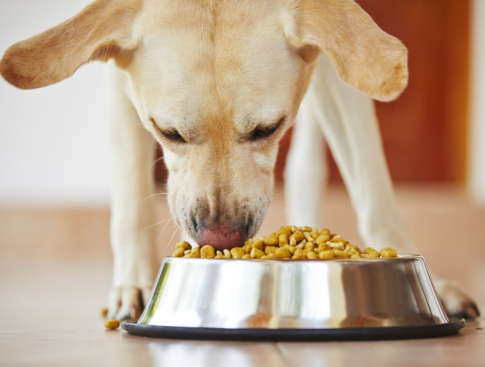 What Food Should Your Dogs Be Eating