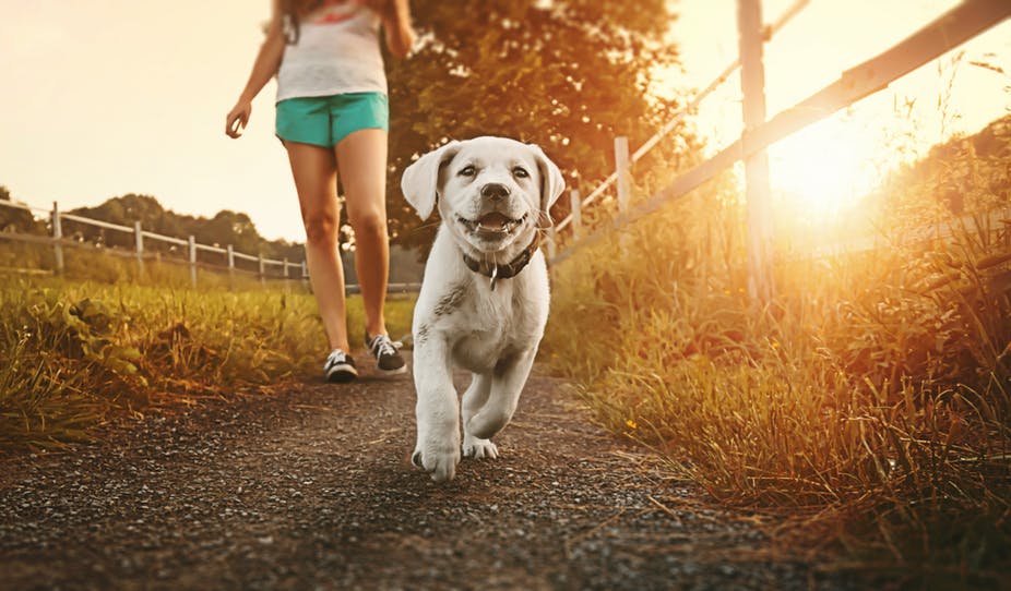 5 Most Important Tips To Safely Walk Your Dog