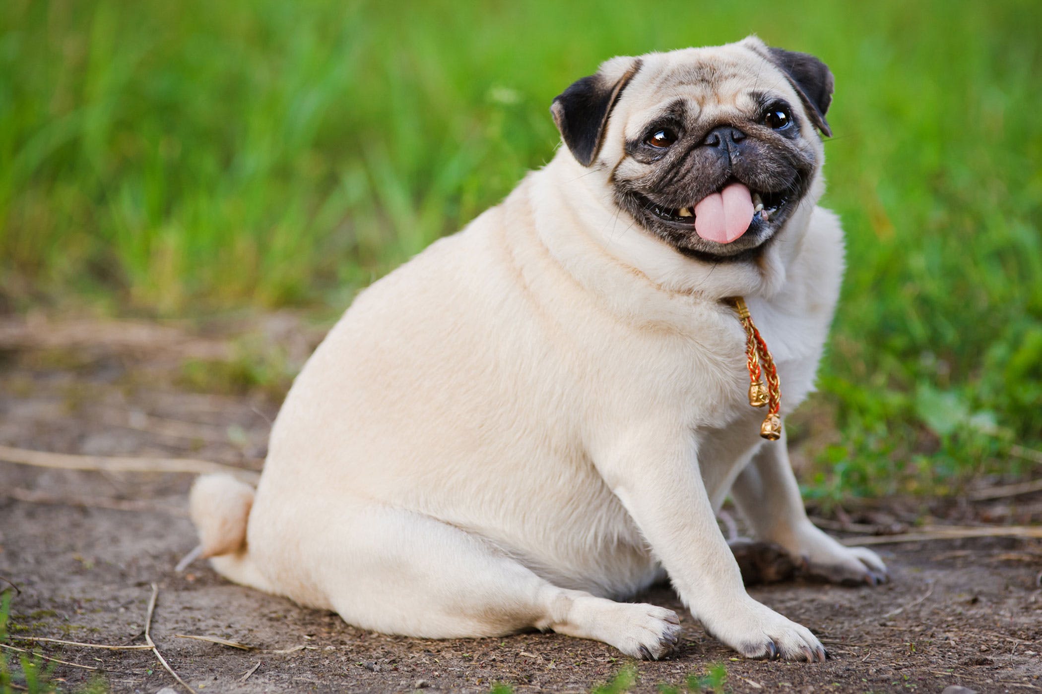 How To Prevent & Help Obesity In Dogs